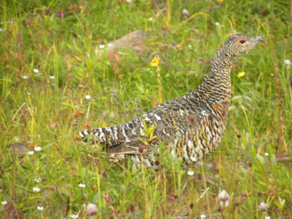 Rusija, Poliarinis Uralas, Lagorta; 2011m