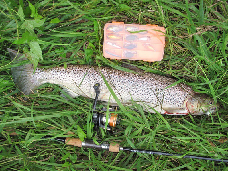 SYMPHONIA TROUT